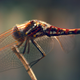 Illustration for article titled 294 Creepy Crawly Bug Wallpapers
